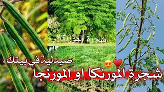 شجرة المورنكا أو المورنجا    moringa     شجرة طبية بامتياز وفيها فوائد كثيرة بكل أجزائها