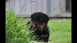 Day in the life of a German Rottweiler Breeder (Episode 5) Puppies!!!