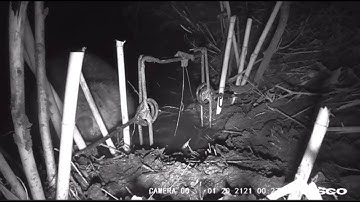 Beaver trapping