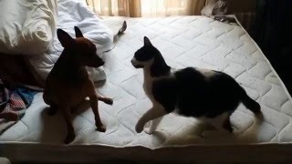 Забавные и смешные кошки. Подборка приколов. Funny cats