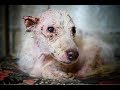 Dog kept inside a chicken shed finally gets to see the light