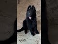Adorable Black German Shepherd puppies 🖤🐾 | Smart, playful, and full of love!