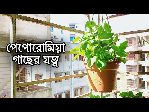 ভিডিও: লিলি লিফ বিটল সম্পর্কিত তথ্য