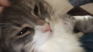 ゴロゴロ寄り添う猫 ノルウェージャンフォレストキャット Cat, snuggle. Norwegian Forest Cat.