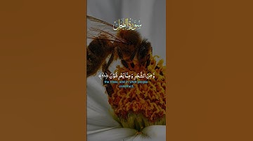 القرآن الكريم #راحة_نفسية #المصحف #اكسبلور