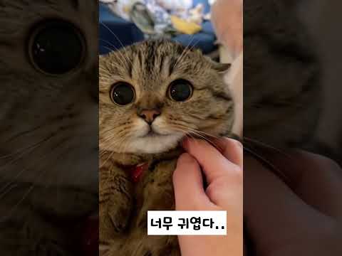 졸귀 냥이...안보면 후회해요..