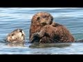 Southern Sea Otters in California: Video