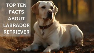 TOP TEN FACTS ABOUT LABRADOR RETRIEVER|FACTS ABOUT LABRADOR RETRIEVER DOG