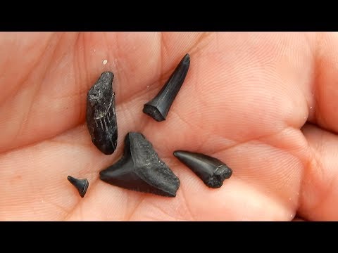 How To Find Shark Teeth On The Beach