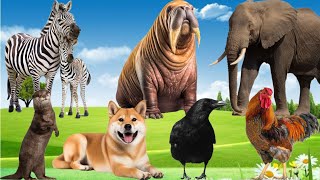 Funny Animal Sounds - Zebra, Walrus, Elk, Cock, Crow, Elephant, Otter, Dog - Learn Animals