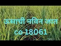 ऊसाची नविन जात co 18061