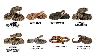 EVERY VENOMOUS SNAKE EXPLAINED 🐍