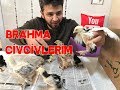 Brahma Civcivlerim