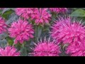 Plants that feed bees, butterflies, and hummibirdngs: Bee balm (Monarda)