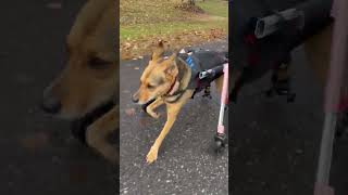 Disabled Dog Runs With Help of Wheelchair