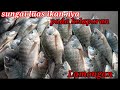 sepot sungai liaran ikan nya besar2