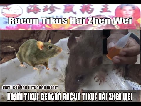 Video: Muscari Atau Gondok Tikus