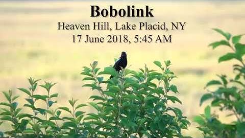 Bobolink Song (17 June 2018)