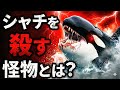 【戦慄】海のギャング・シャチさえ“餌にする”化け物たち5選 意外な動物がシャチを…