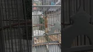 masteran kapas tembak/empuloh janggut