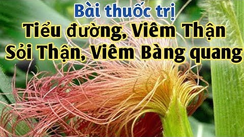 Bài thuốc trị Tiểu đường, viêm thận, viêm bàng quang, cao huyết áp, sỏi thận.PHAN HẢI channel.