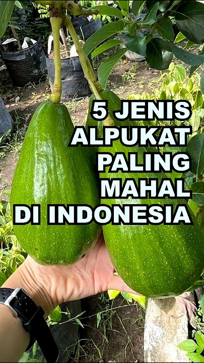 5 Jenis Alpukat Paling Mahal di Indonesia #ekoazis