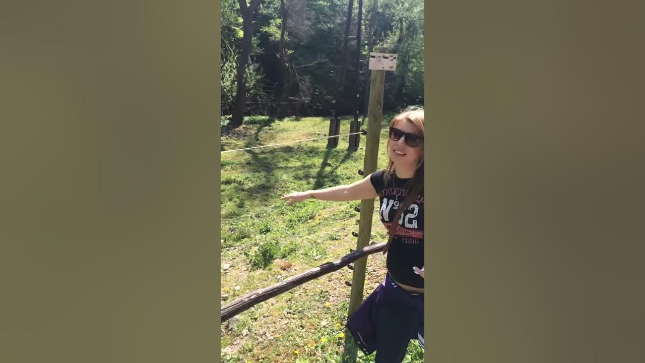 Funny electric fence! ) YouTube