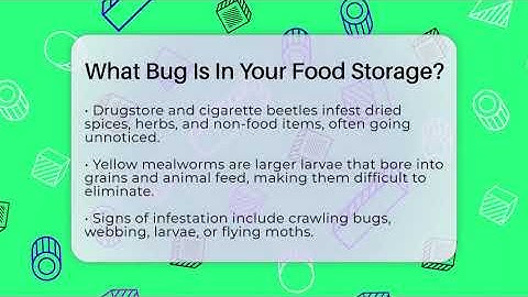 What Bug Is In Your Food Storage? - Insects and Invaders