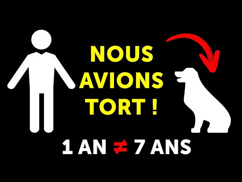 Vidéo: Les Chiens Ressentent La Mort Humaine. Ou Sur Les Propriétés Mystiques Des Animaux - Vue Alternative