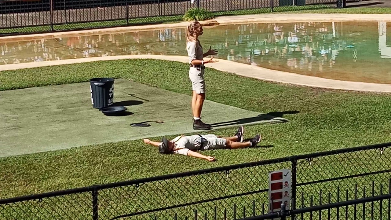 Australia Zoo - Free Flight Bird show - YouTube