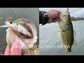FISH EVERY CAST! almost Epic Day of Subfreezing Bass Fishing!!
