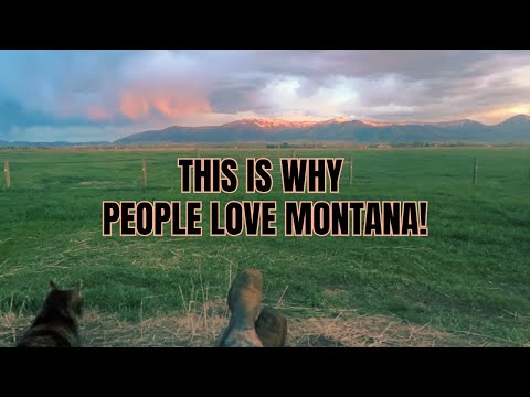 Feeding the HORSES ~ Montana Sunset ~ ASMR ~ relaxing with the cat