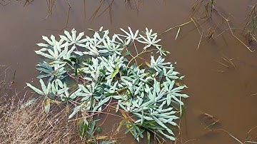 cách diệt ốc bươu vàng không phải dùng thuốc