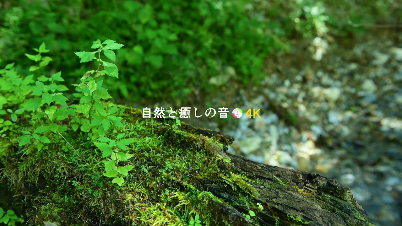 【自然の音】木漏れ日の風にそよぐ草と小川のせせらぎ、癒し、睡眠、リラックス、作業用BGM/River Sound/stream/Nature ...