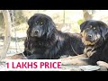 BAKARWAL DOGS Bakarwali Kutta and bakarwal Lifestyle ep 4