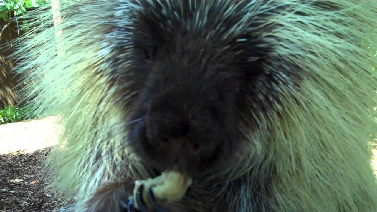 Teddy Bear the talking porcupine likes pumpkin too YouTube