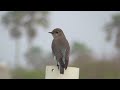 Mountain Bluebird. South Padre Island 2023-04-01