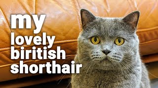 MY LOVELY BRITISH SHORTHAIR by The Famous Tom 106 views 3 years ago 3 minutes, 32 seconds