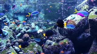 3 HOURS of Beautiful Coral Reef Fish, Relaxing  Ocean Fish, Aquarium Fish Tank & Relax Music