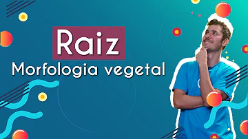 Qual é a morfologia da raiz?