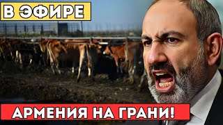Срочно! Армения Без Молока — Люди В Отчаянии! Молочный Кризис Уничтожает Фермы И Магазины...