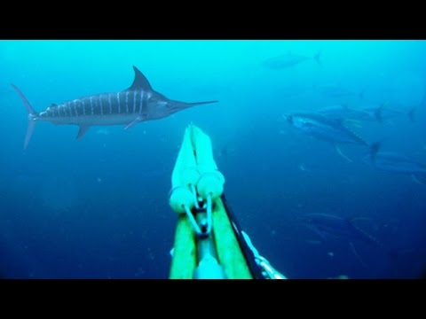 Vídeo: Um Estrangeiro Foi Capturado Nas águas Do Caribe - - Visão Alternativa