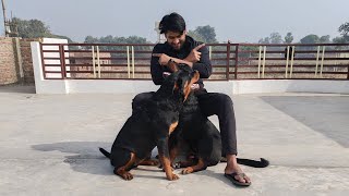 Rottweiler welcomeing his owner after 2 months | #rottweiler #trending #welcome |