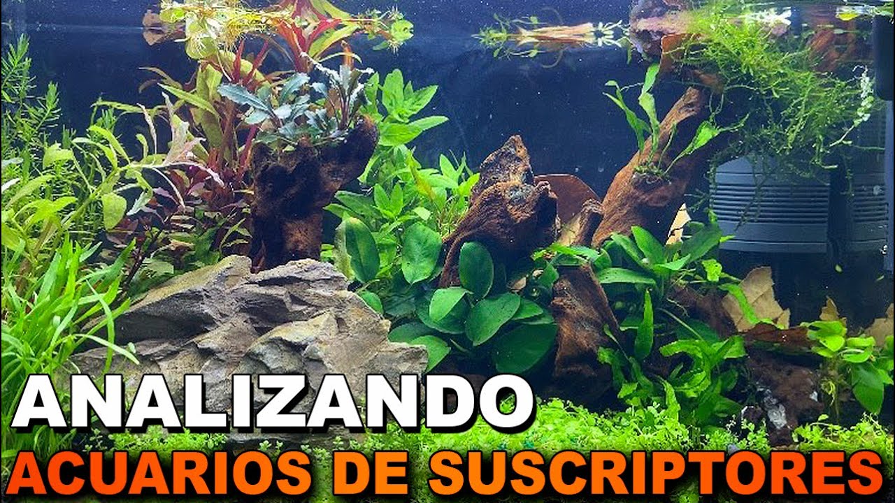 🕵️ Acuarios de Suscriptores Nº26 | ¿Algas como decoración? | Neocaridinas | Acuarios plantados