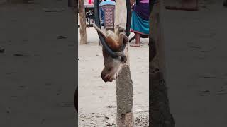 The little Monkey is playing on the tire  #monkeyworld #littlemonkey #monkey #animals #cute