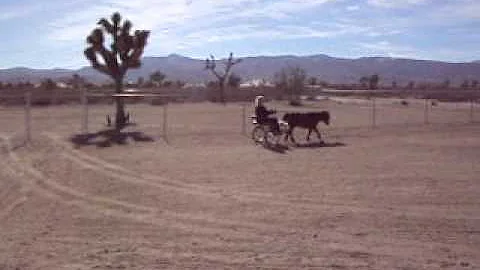 Shetland Driving Mare - high desert CA