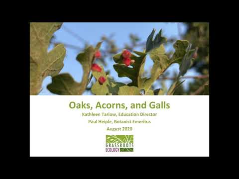 Video: Hvorfor er mine eikenøtter deformert: Informasjon om Knopper Galls On Oak Trees