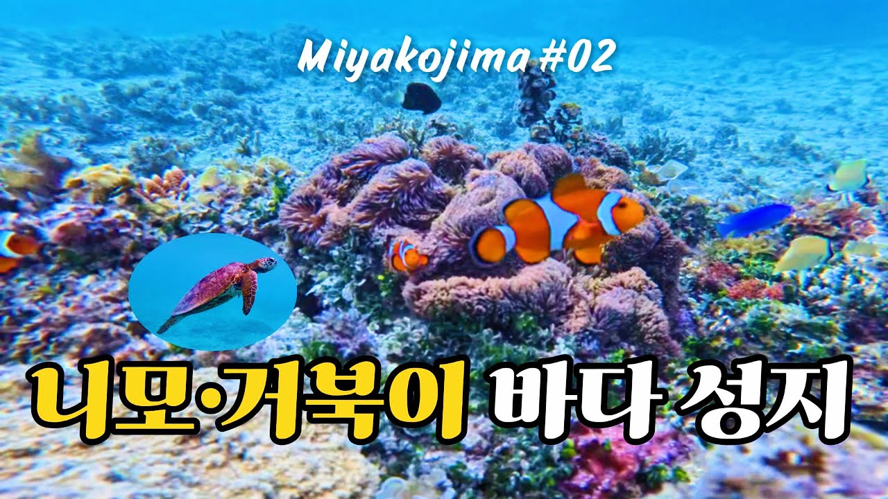 🇯🇵ep.2 해변•맛집•관광 미야코지마 필수 코스ㅣ니모•거북이 천국ㅣ역대급 스노클링 스폿ㅣ유키시오 뮤지엄ㅣ미야코키비차야ㅣ해리스쉬림프트럭