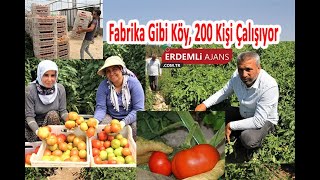 Fabrika Gibi Köy 200 Kişi Çalışıyor