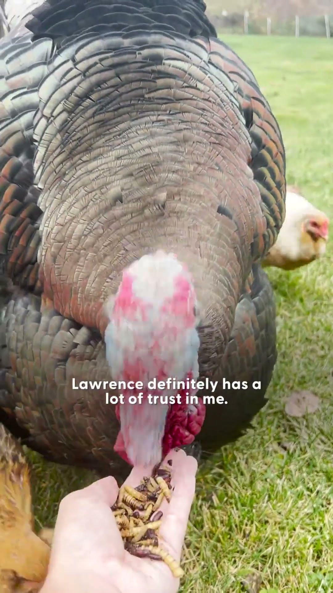 Lawrence The Turkey Loves Getting Burped | The Dodo